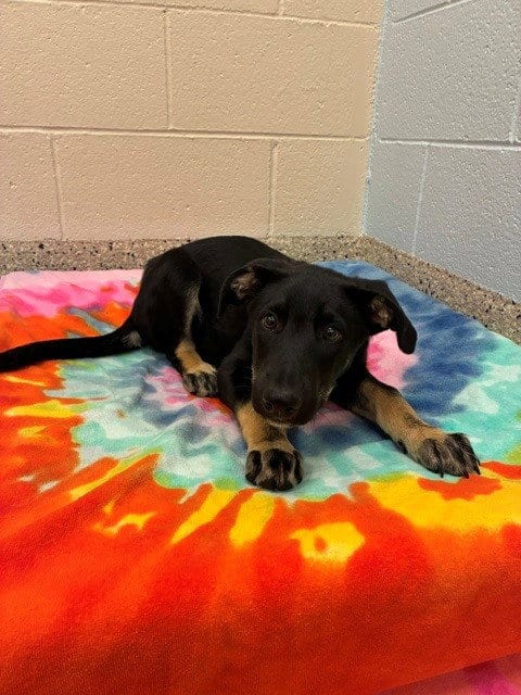 Photo of Dolly, adoptable Border Collie in Brighton, Colorado