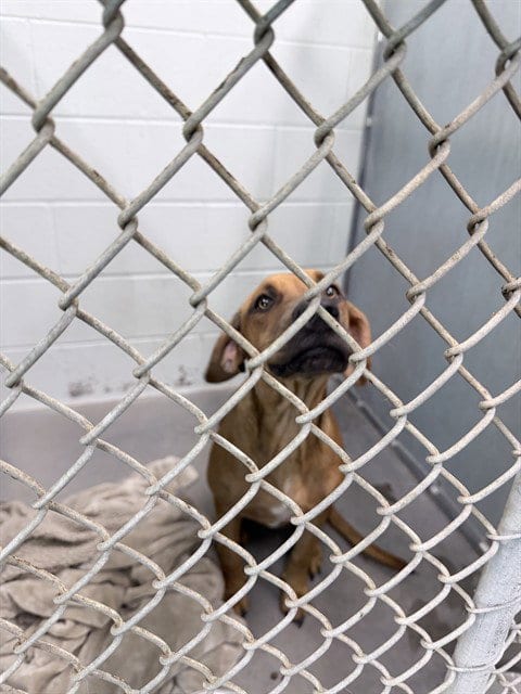 Photo of Gidget, adoptable Black Mouth Cur in Tavares, Florida