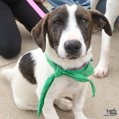 Photo of Oliver, adoptable Pointer in Washington, District of Columbia