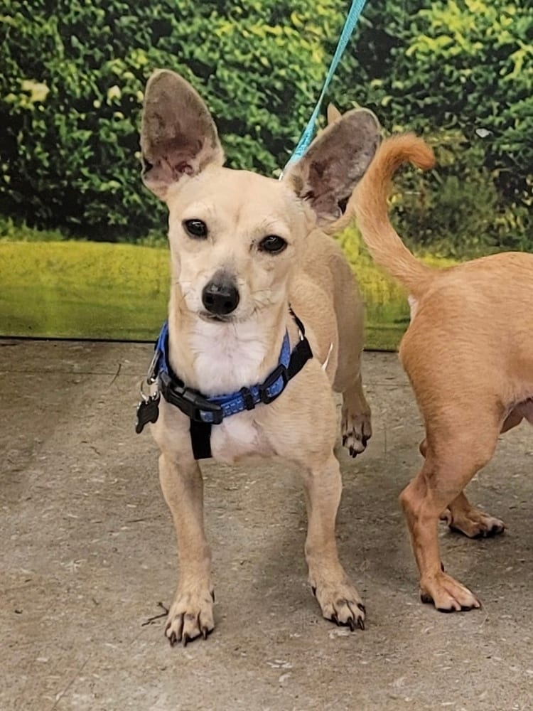 Photo of Poppy, adoptable Chihuahua in Dana Point, California