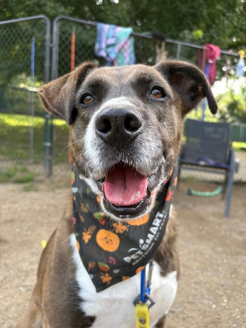 Photo of AC - Sharon, adoptable Labrador Retriever in Brewster, New York