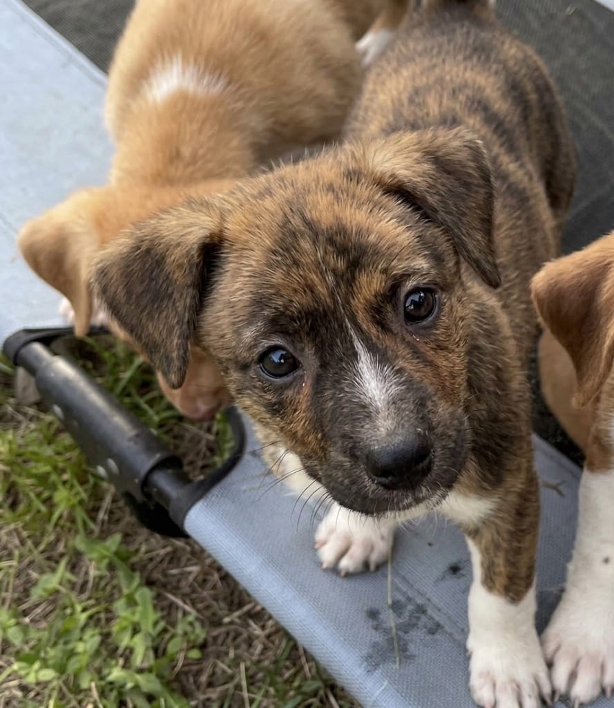 Photo of Taurasi, adoptable Hound in Bloomfield, Connecticut