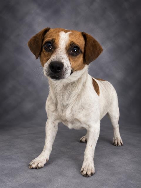 Photo of Junior, adoptable Parson Russell Terrier in Winter Haven, Florida