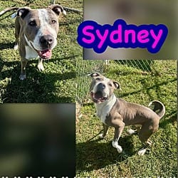 Photo of Sydney, adoptable American Pit Bull Terrier Mixed Breed (Medium) in Blountville, Tennessee