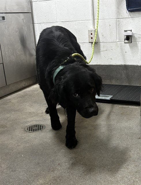 Photo of Kasai, adoptable Flat-coated Retriever in Forestville, Maryland