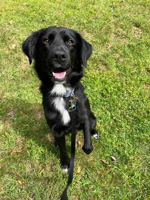 Photo of Bart (Foster or Adopter needed!), adoptable Flat-coated Retriever in Westwood, New Jersey