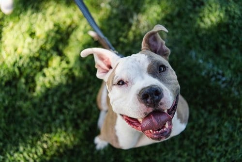 Photo of John, adoptable Pit Bull Terrier in Albuquerque, New Mexico