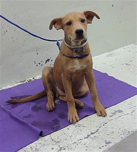 Photo of Rufus, adoptable Staffordshire Bull Terrier in Houston, Texas