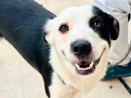 Photo of Millie, adoptable dog in Georgetown, Texas