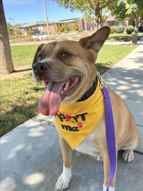 Photo of James Brown, adoptable Pit Bull Terrier in Las Vegas, Nevada