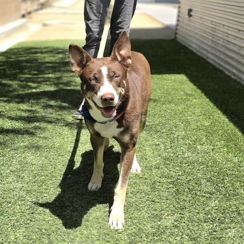 Photo of Bridgette, adoptable Siberian Husky in Las Vegas, Nevada