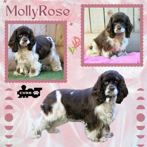 Photo of Molly Rose (Ritzy), adoptable Cocker Spaniel in Lindsay, California