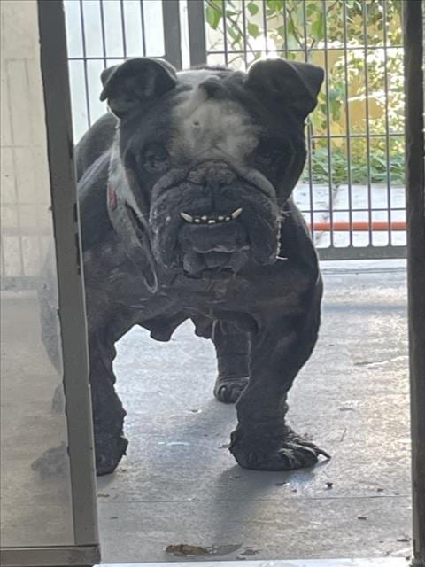 Photo of Crouton, adoptable English Bulldog in Tracy, California