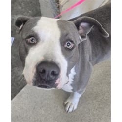 Photo of Stormy, adoptable American Pit Bull Terrier in San Bernardino, California