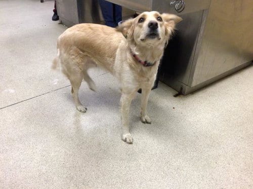 Photo of Darla, adoptable Golden Retriever in Riverside, California