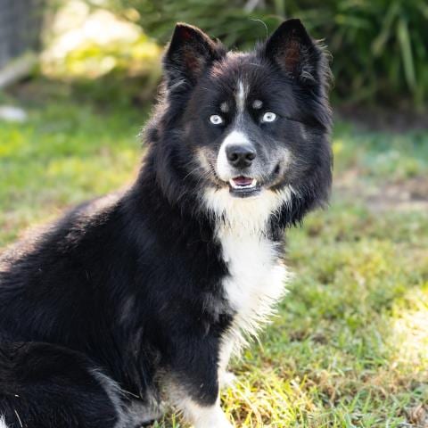 Photo of Finny, adoptable Australian Shepherd in Camarillo, California