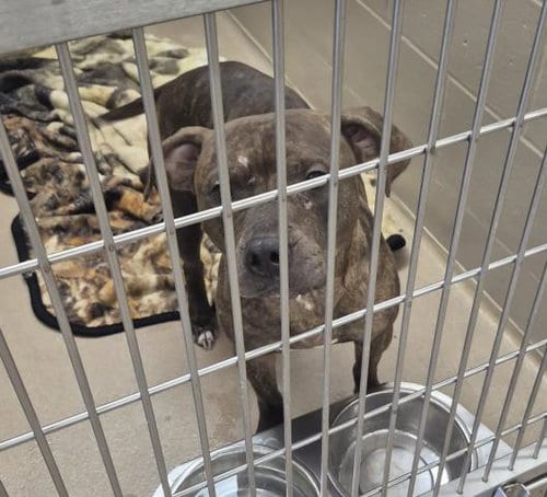Photo of Sarah, adoptable Pit Bull Terrier in Decatur, Illinois