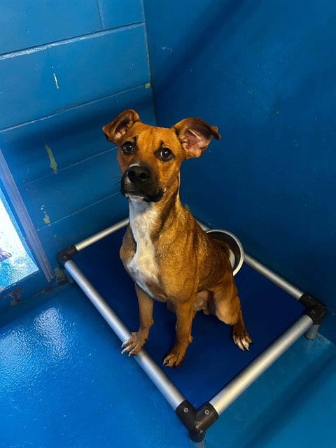 Photo of A170782, adoptable Pit Bull Terrier in Bakersfield, California