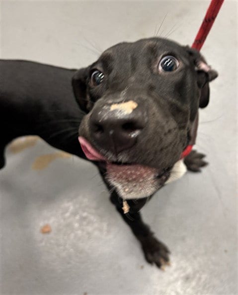 Photo of Alberta, adoptable Labrador Retriever in Peoria, Illinois