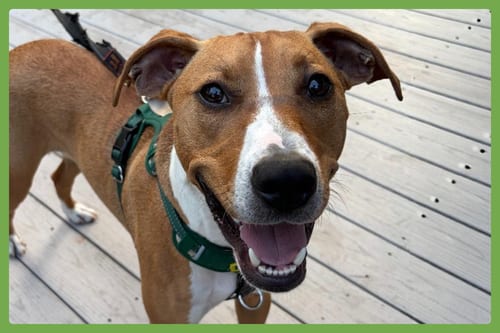 Photo of Humphrey, adoptable Hound in Amherst, Massachusetts