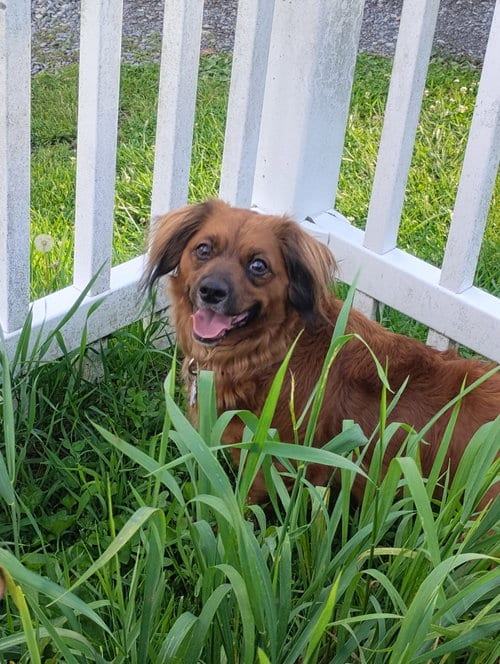 Photo of Betsy (fka Lil Bit; being fostered in VA), adoptable Dachshund in Brookfield, Maryland