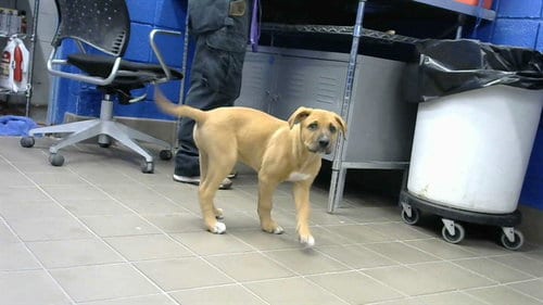 Photo of Mustard, adoptable Rottweiler in Albuquerque, New Mexico