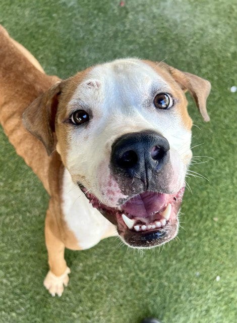 Photo of Moose, adoptable American Bulldog in Miami, Florida