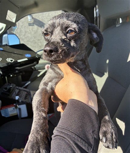 Photo of Oodle, adoptable Poodle (Miniature) in Phoenix, Arizona