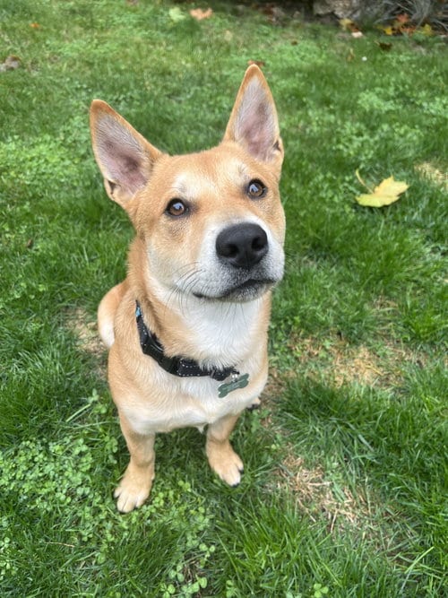 Photo of Nelson, adoptable Cattle Dog in Seattle, Washington