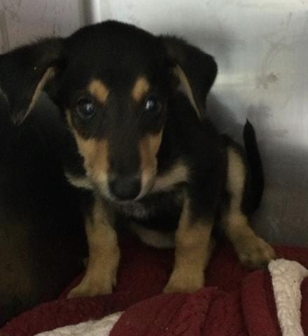 Photo of Spidey, adoptable German Shepherd Dog in Riverside, California