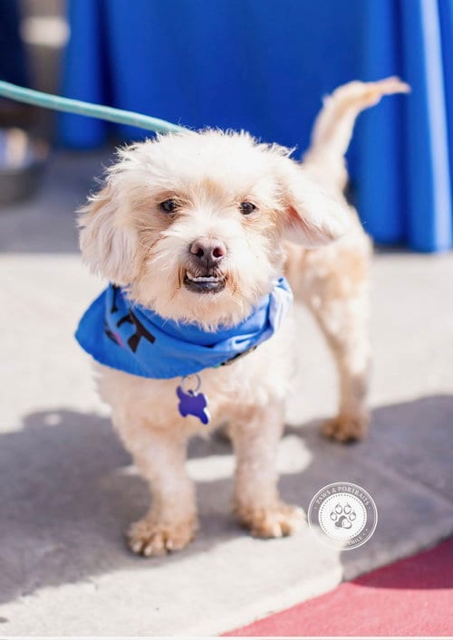 Photo of Kevin, adoptable Maltese in Newport Beach, California
