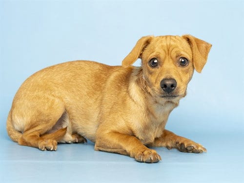 Photo of Pelirojo, adoptable Chihuahua in Phoenix, Arizona