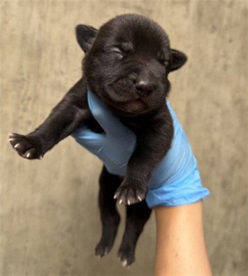 Photo of A596973, adoptable Pit Bull Terrier in San Bernardino, California