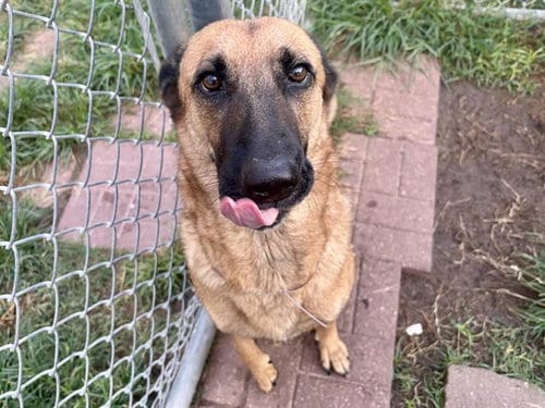 Photo of Meeka, adoptable German Shepherd Dog in Houston, Texas