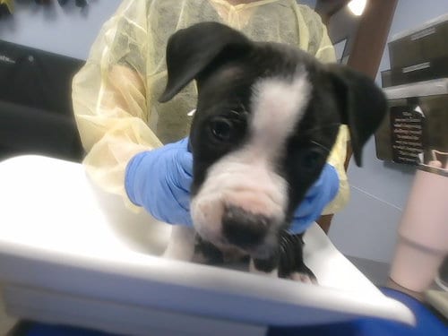 Photo of Bud, adoptable American Pit Bull Terrier in Phoenix, Arizona