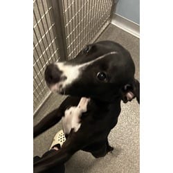 Photo of Corbin, adoptable Mixed Breed (Medium) in Munster, Indiana
