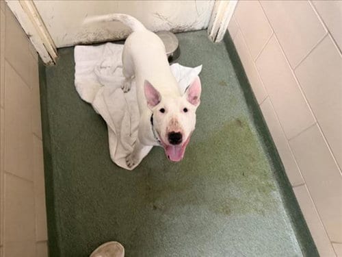 Photo of Tofu, adoptable Bull Terrier in Santa Fe, New Mexico