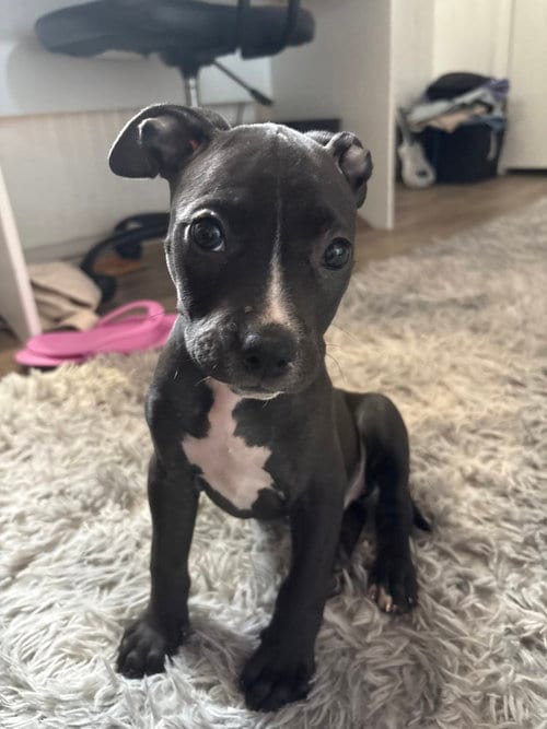 Photo of Lilly, adoptable Pit Bull Terrier in Willingboro, New Jersey