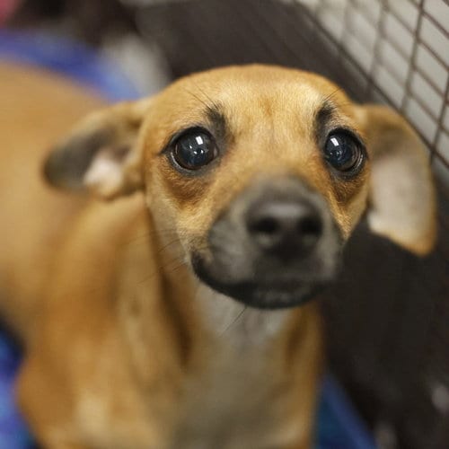 Photo of Eclair, adoptable Chihuahua in San Antonio, Texas