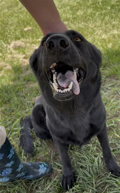 Photo of Stringbean, adoptable German Shepherd Dog in Rosenberg, Texas