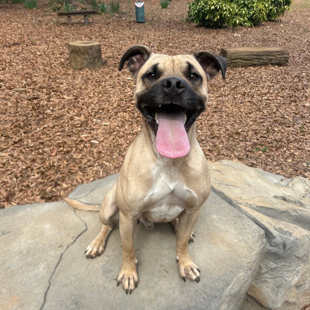 Photo of Onyx, adoptable Mixed Breed (Medium) in Decatur, Georgia