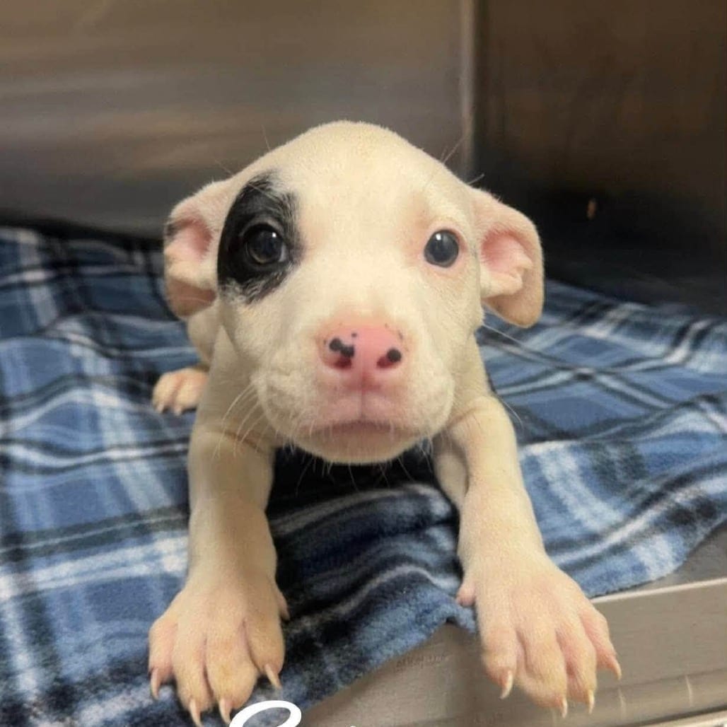 Photo of Syrex (p), adoptable Terrier, American Staffordshire in Whitestone, New York