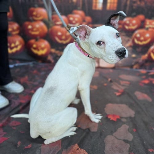 Photo of Stormy, adoptable Pit Bull Terrier in Long Beach, California