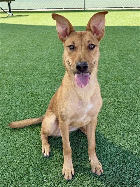 Photo of Honey Bun, adoptable German Shepherd Dog in Castaic, California