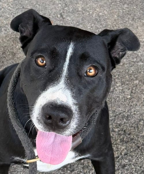 Photo of Clarabel, adoptable American Pit Bull Terrier in Carrollton, Georgia