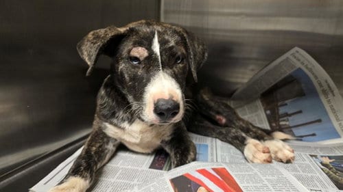Photo of Gia, adoptable Pit Bull Terrier in Riverside, California