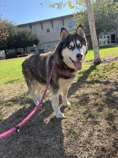 Photo of Mila, adoptable Siberian Husky in Riverside, California