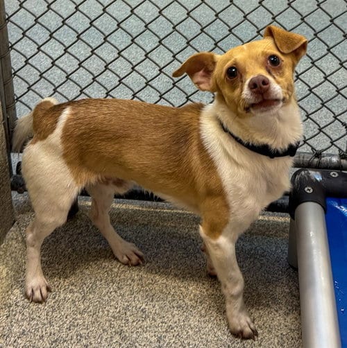 Photo of Taco, adoptable Chihuahua in Statesville, North Carolina