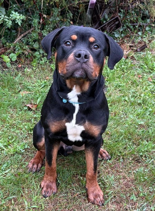 Photo of Rokkie, adoptable Rottweiler in Spring Lake, New Jersey