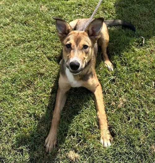 Photo of Elphaba, adoptable Shepherd in Evansville, Indiana